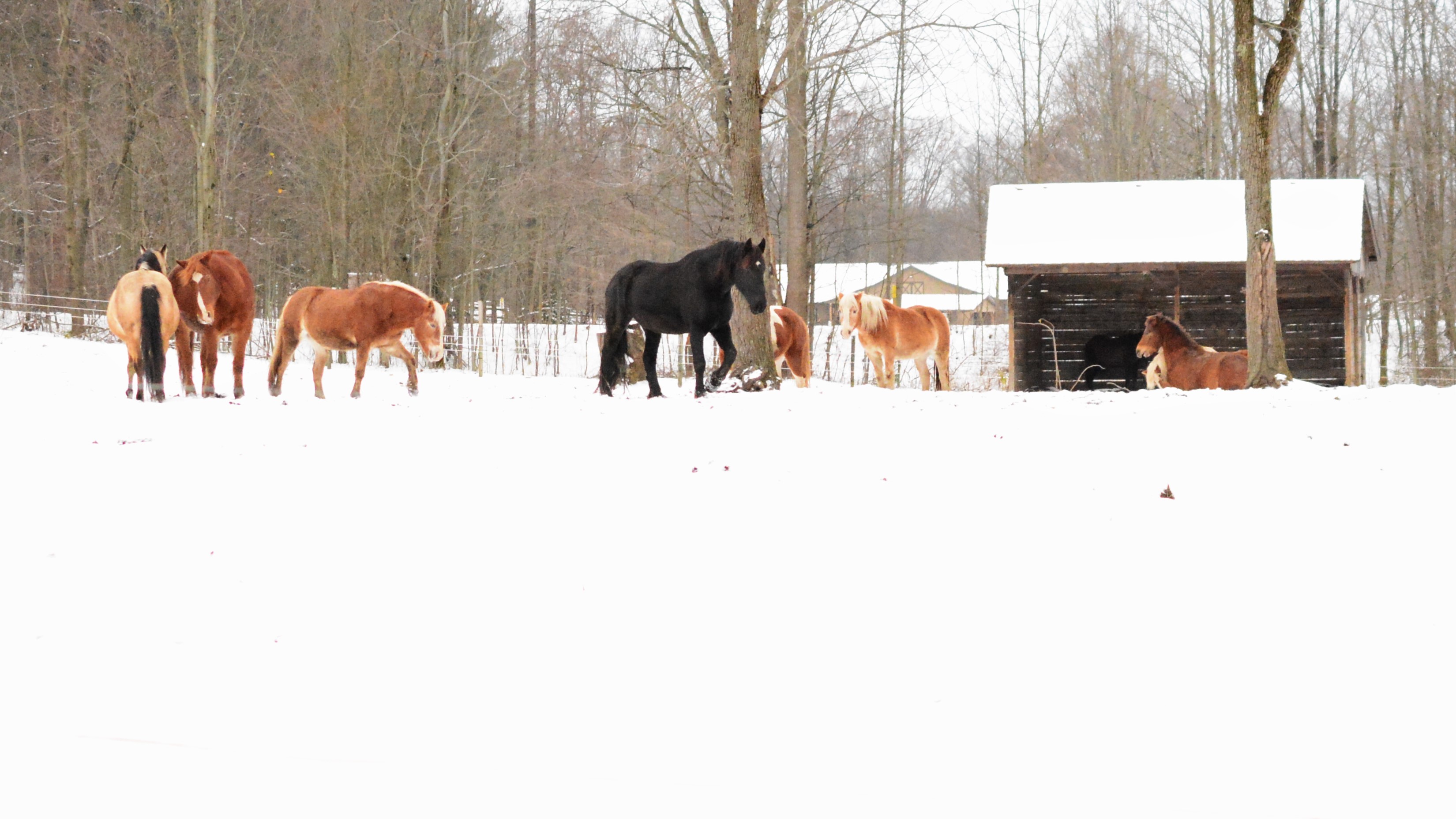 Wld Ranch Jesus Come to Us - WLD Ranch